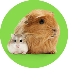 Small Pets