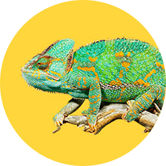 lizards