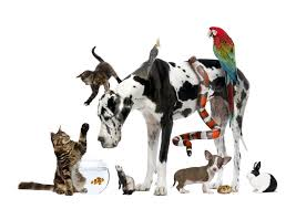 Petshop
