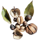 Candlenut Oil