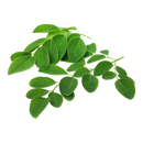 Moringa Seed Oil